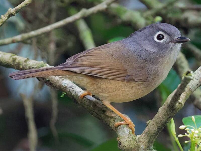 Fulvetta di Morrison, Foto 2