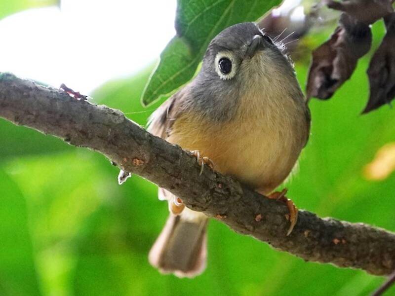Fulvetta di Morrison, Foto 3