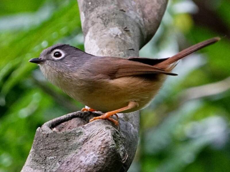 Fulvetta di Morrison, Foto 4