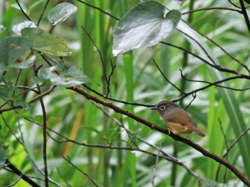 Fulvetta di Morrison