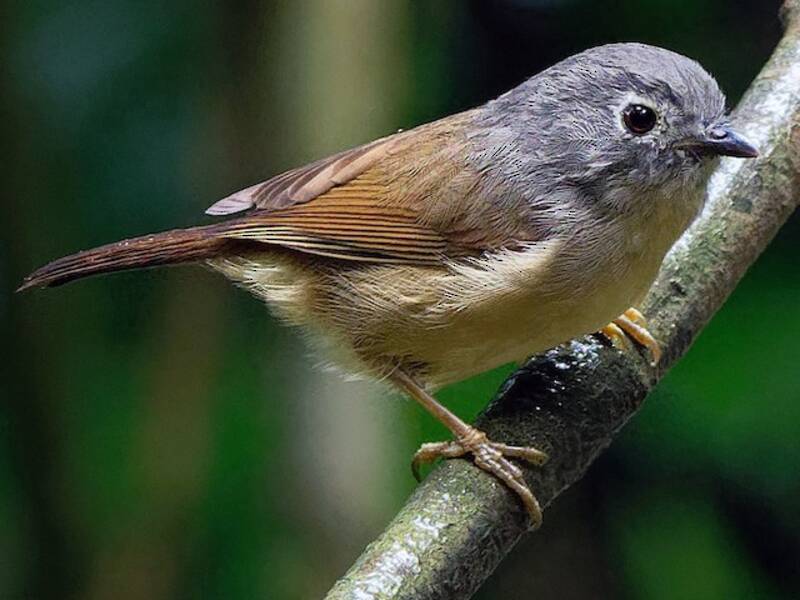 Fulvetta di David, Foto 2