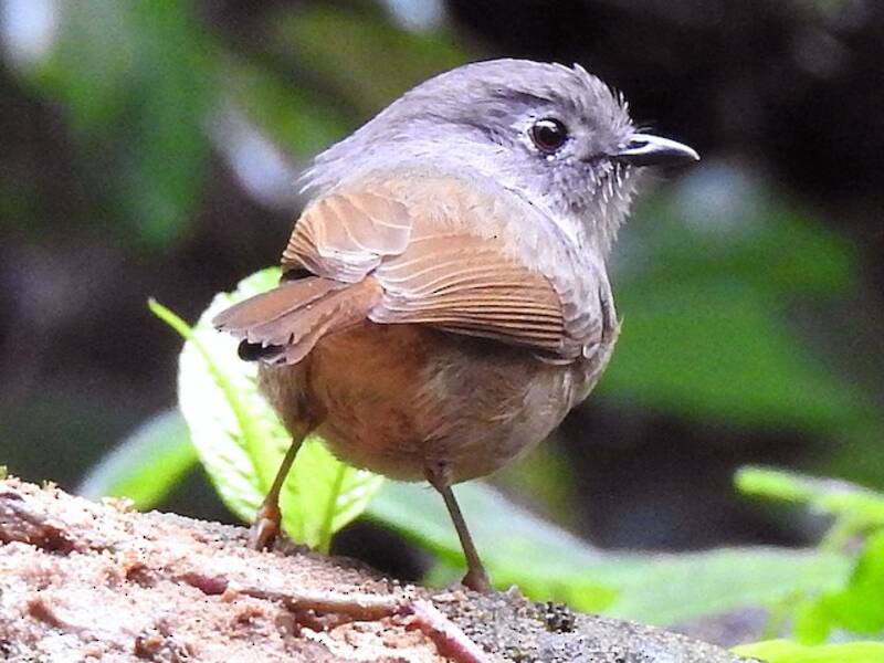 Fulvetta di David, Foto 4