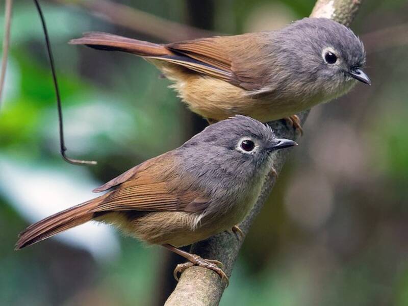 Fulvetta di David, Foto 3