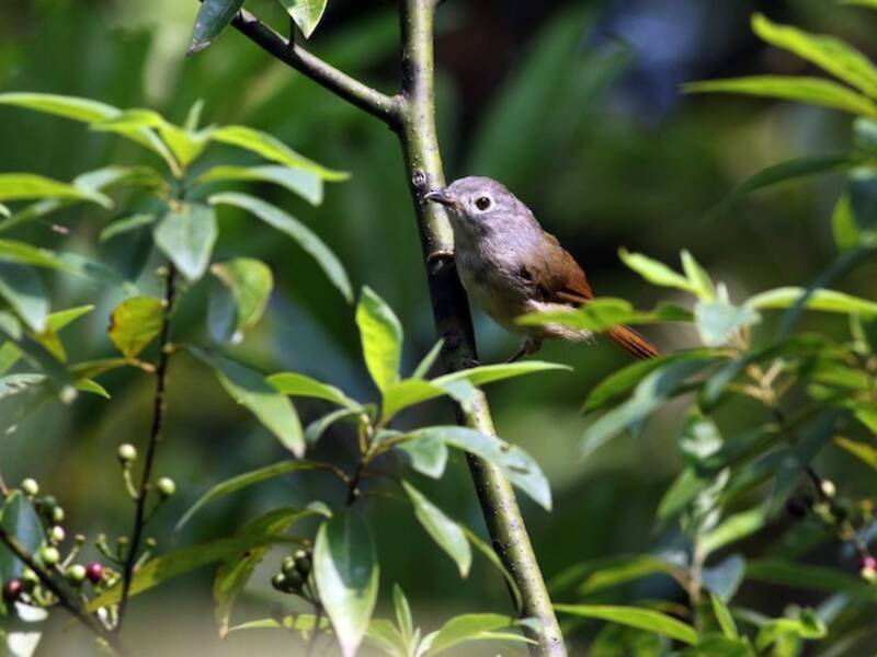 Fulvetta di David