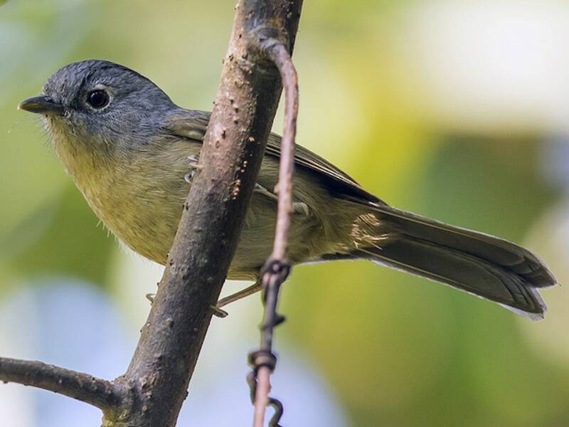 Fulvetta dello Yunnan