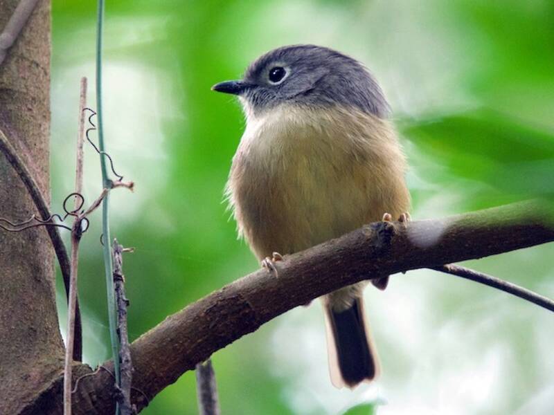 Huet's Fulvetta, Photos 3