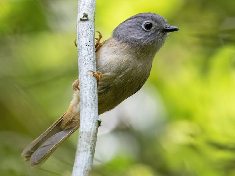 Huet's Fulvetta, Photos 4