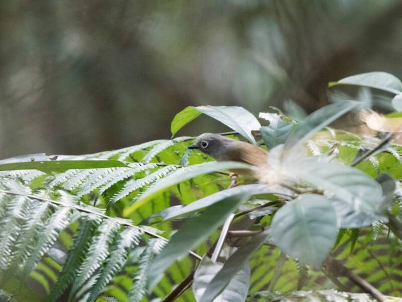 Huet's Fulvetta, Photos 2