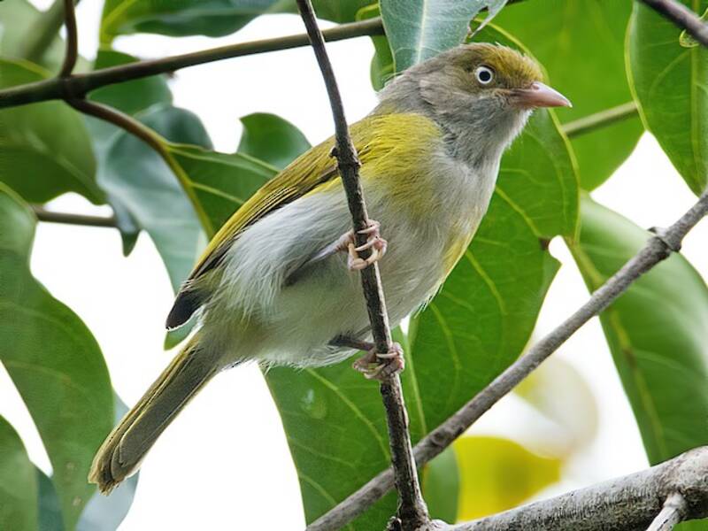 Graubrustvireo, Fotos 3