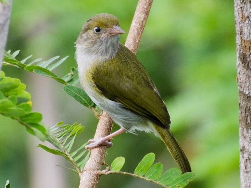 Graubrustvireo, Fotos 2