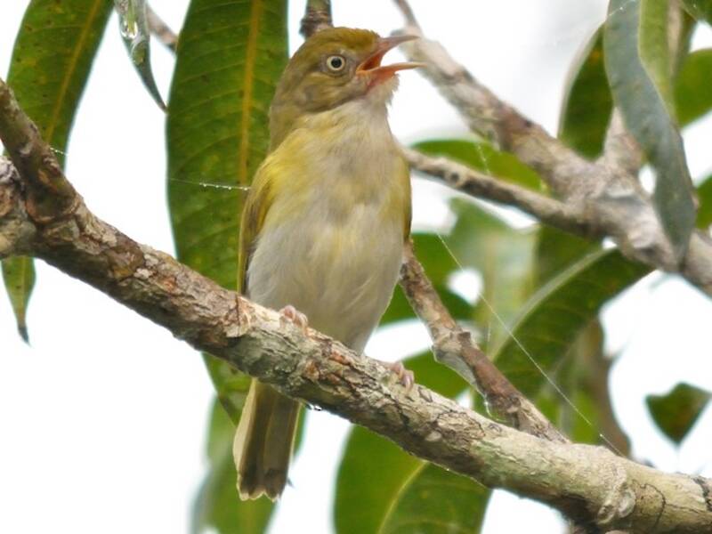 Vireo pettogrigio