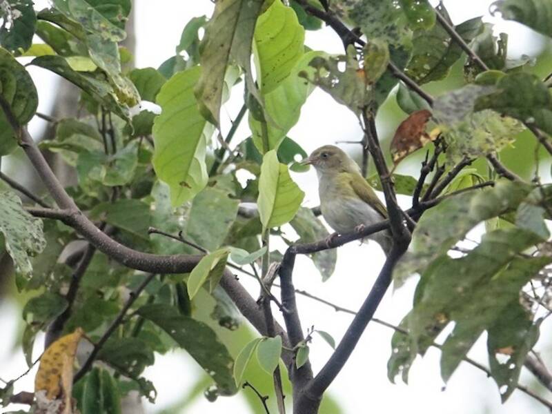 Graubrustvireo, Fotos 4