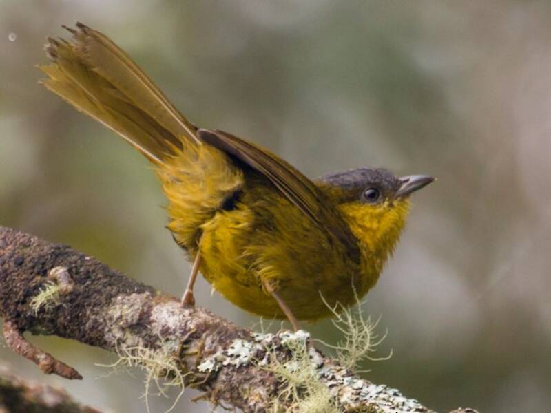 Gray-capped Hemispingus, Photos 2