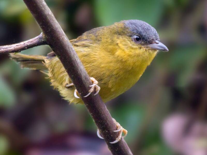Gray-capped Hemispingus, Photos 3