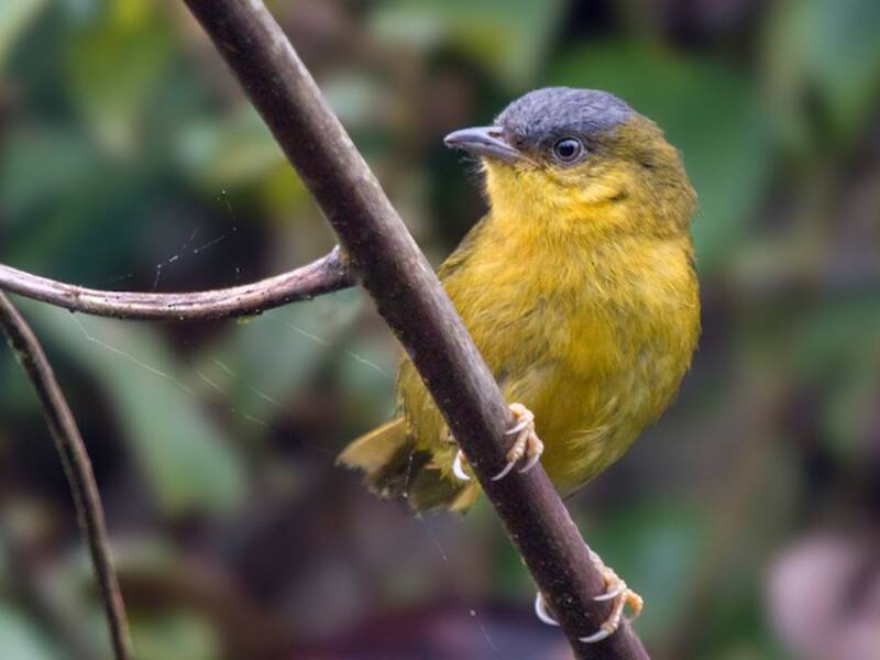 Gray-capped Hemispingus, Photos 4