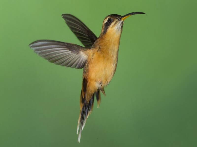Gray-chinned Hermit, 照片 3