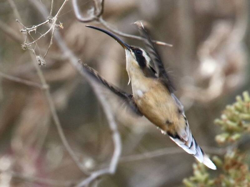 Gray-chinned Hermit, 照片 4