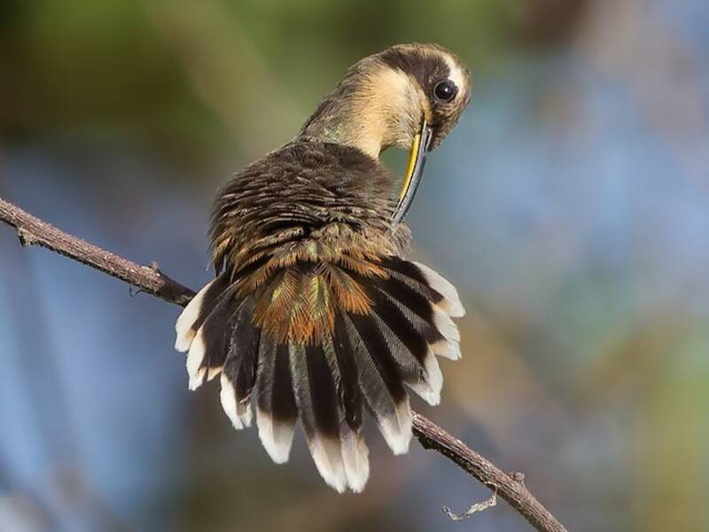 Gray-chinned Hermit, 照片 2