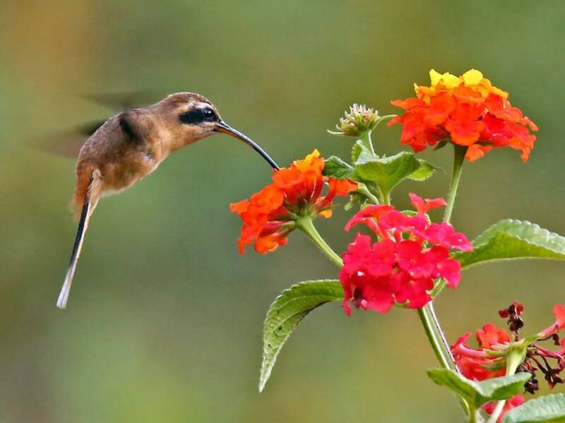 Gray-chinned Hermit