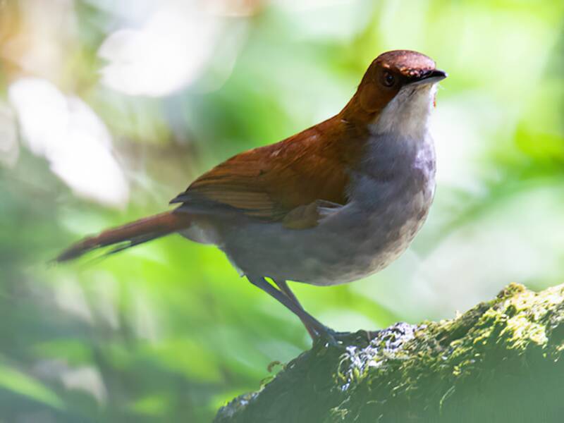Gray-chested Babbler