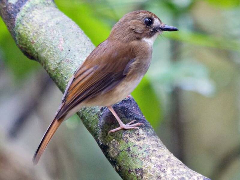 Gray-chested Jungle Flycatcher, Photos 2