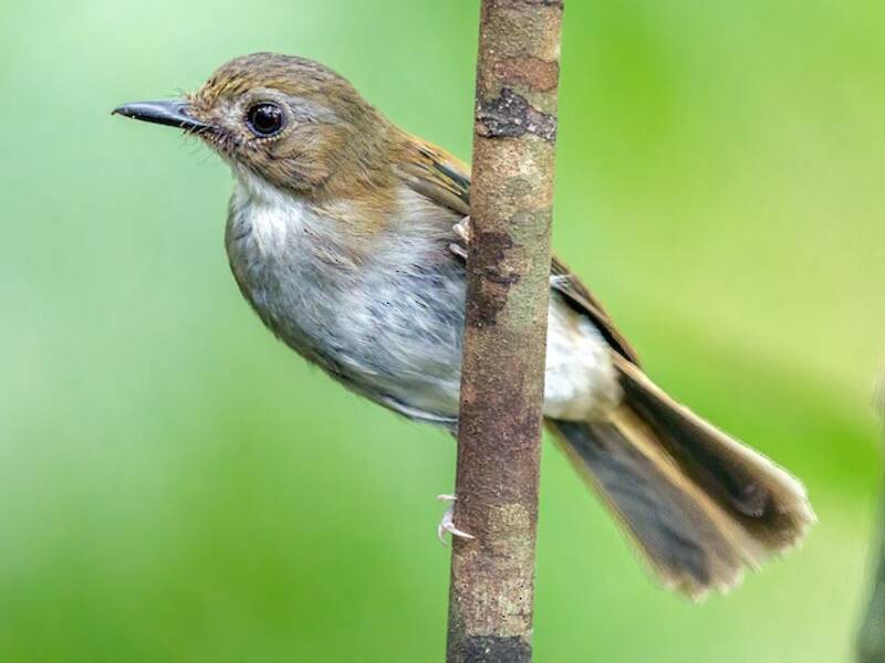 Gray-chested Jungle Flycatcher, Photos 3