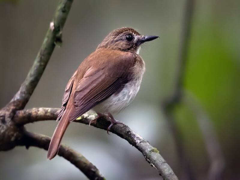 Gray-chested Jungle Flycatcher, Photos 4