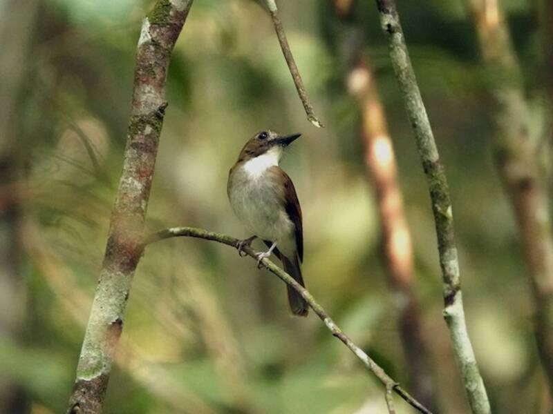 Gray-chested Jungle Flycatcher