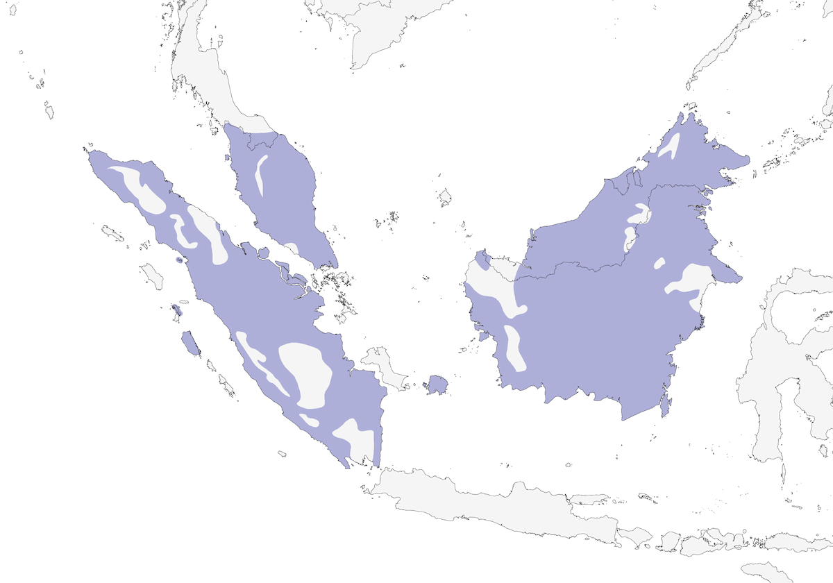 Gray-chested Jungle Flycatcher, Distribution 1