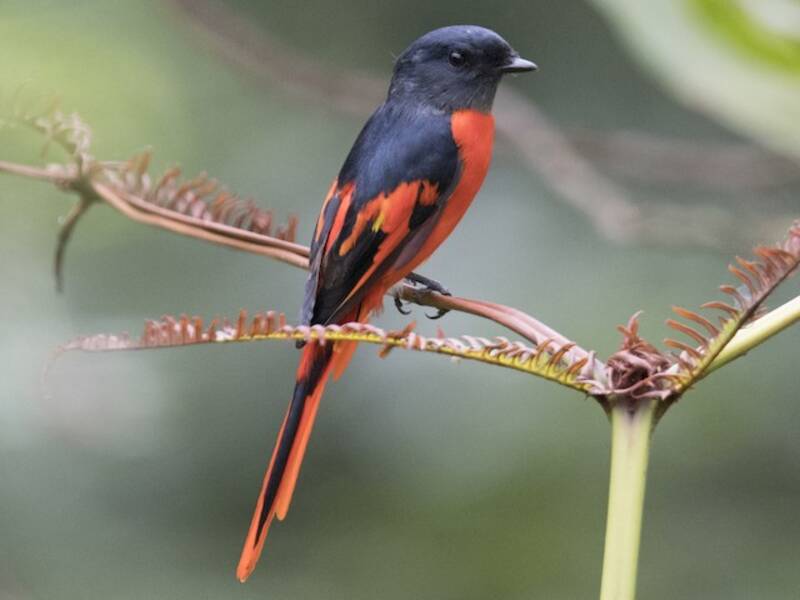 Gray-chinned Minivet