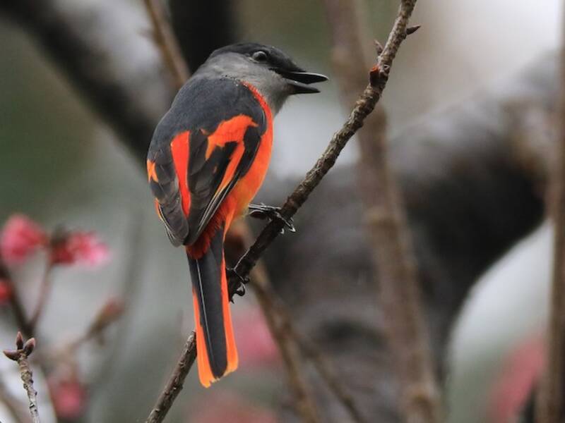 Gray-chinned Minivet, 照片 3