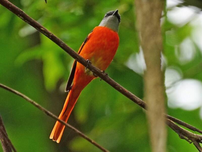 Gray-chinned Minivet, 照片 2