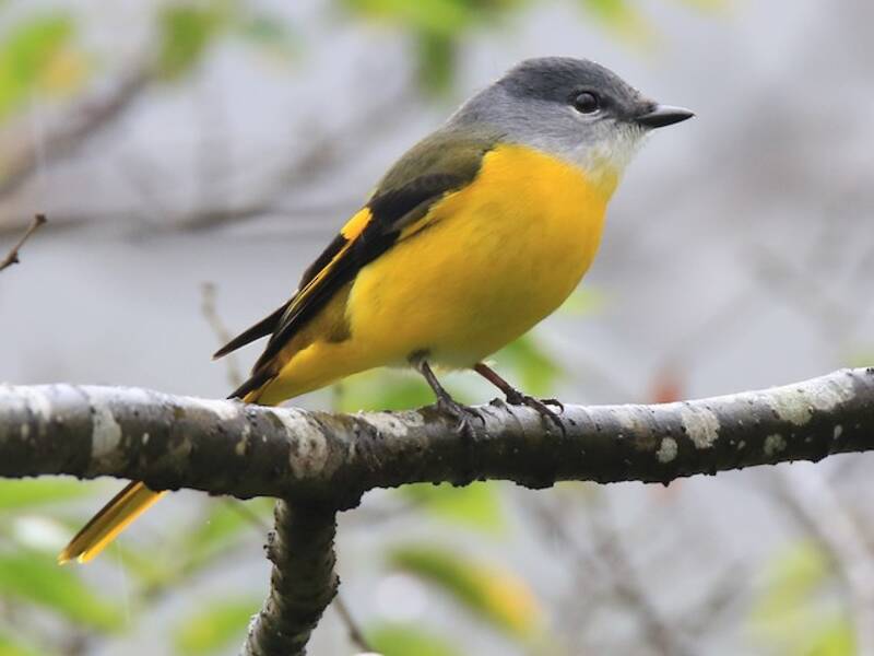 Gray-chinned Minivet, 照片 4