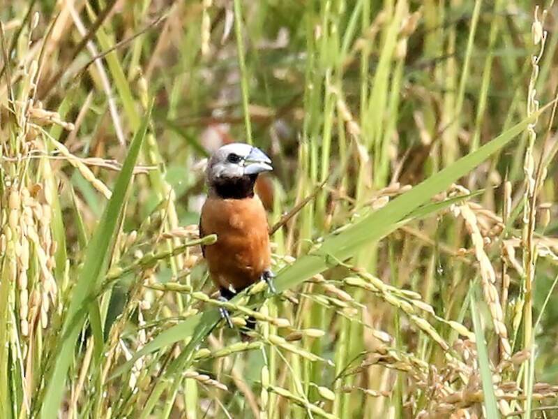 Munia dalla corona grigia