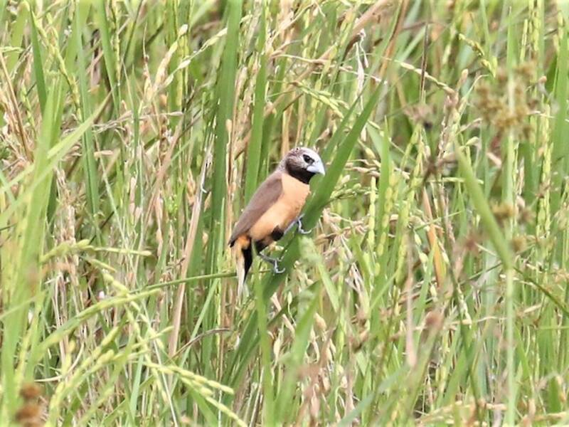 Munia dalla corona grigia, Foto 2