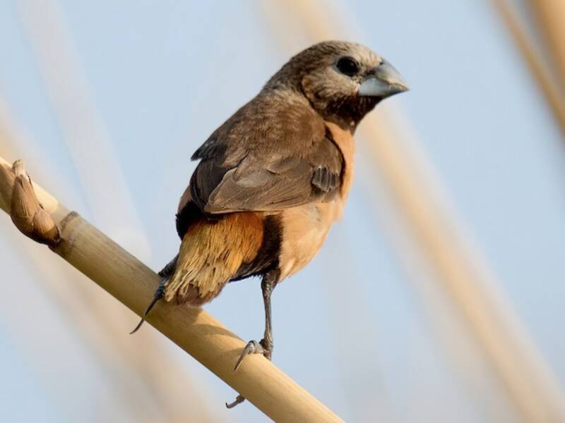 Munia dalla corona grigia, Foto 4
