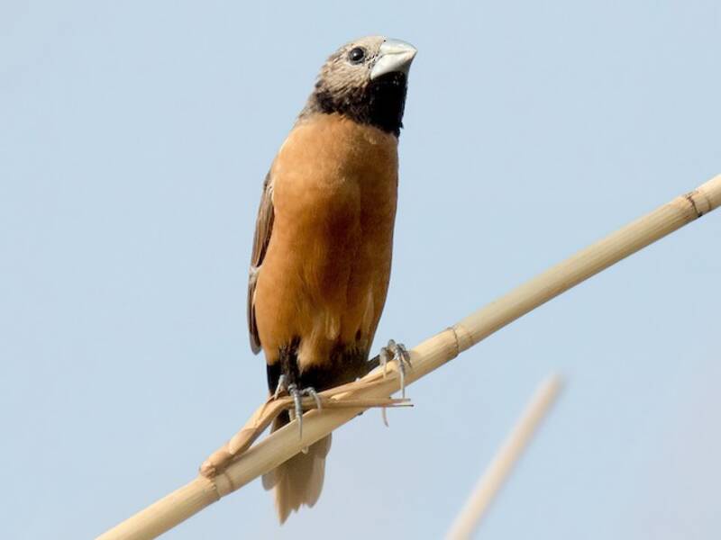 Munia dalla corona grigia, Foto 3