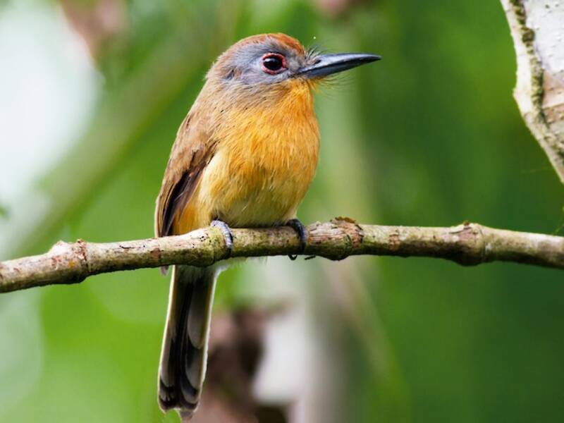 Gray-cheeked Nunlet