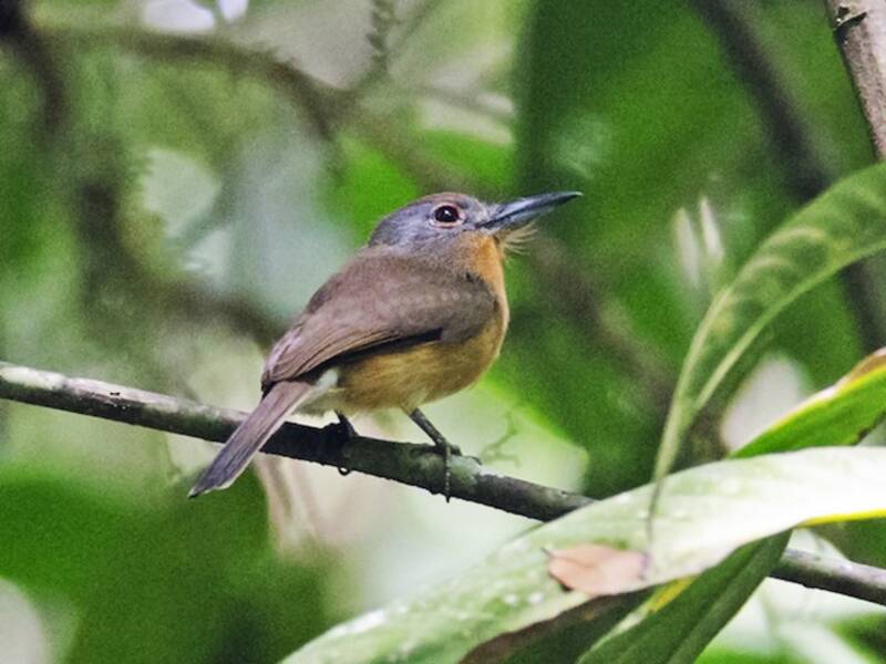 Gray-cheeked Nunlet, Photos 2
