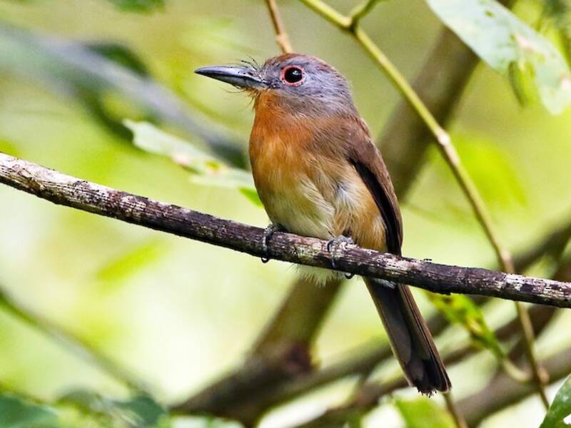 Gray-cheeked Nunlet, Photos 3