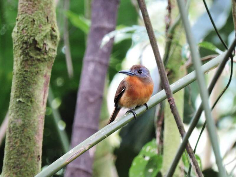 Gray-cheeked Nunlet, Photos 4