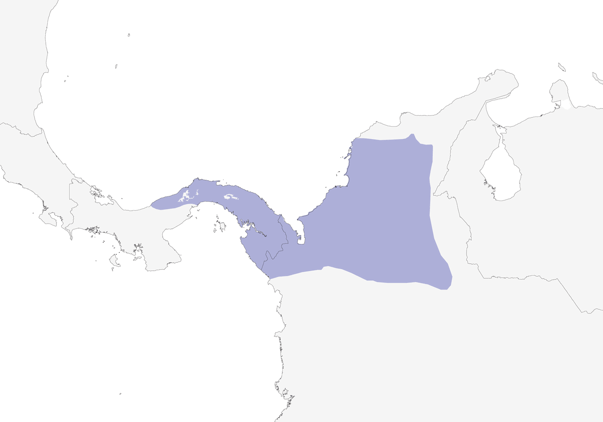 Gray-cheeked Nunlet, Distribution 1