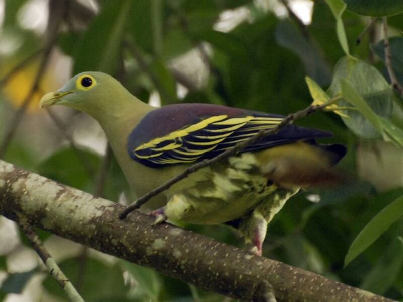 Gray-cheeked Green-Pigeon, 照片 2