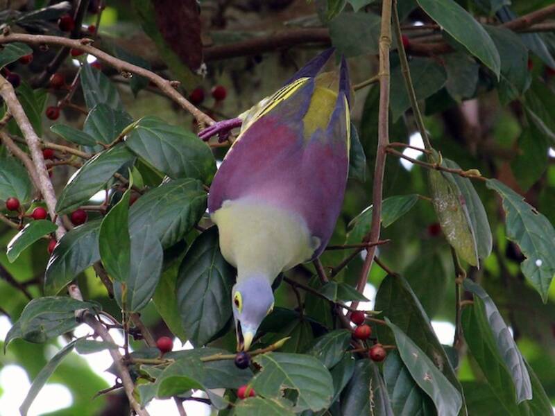 Gray-cheeked Green-Pigeon, 照片 3