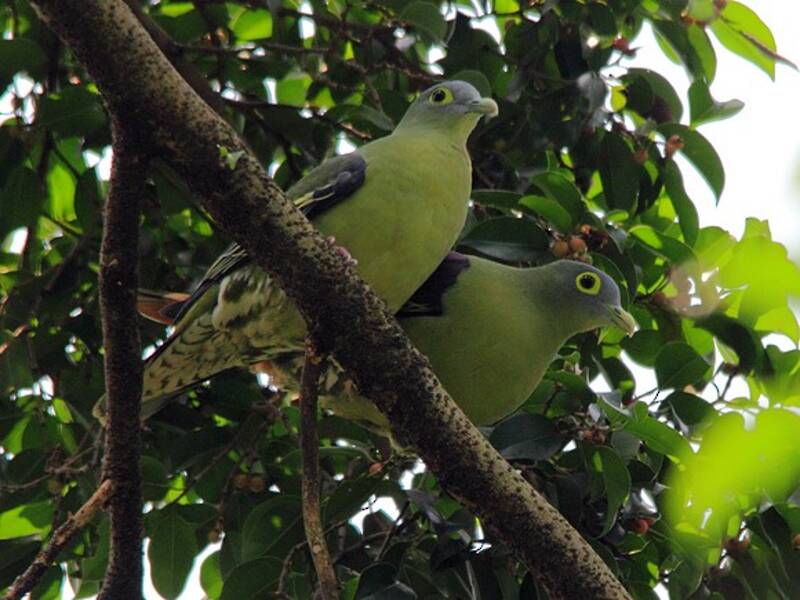 Gray-cheeked Green-Pigeon, 照片 4