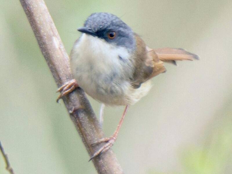 Graukappenprinia, Fotos 4