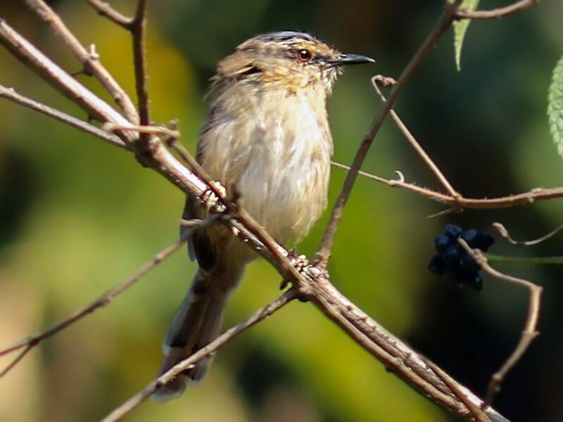 Graukappenprinia, Fotos 3