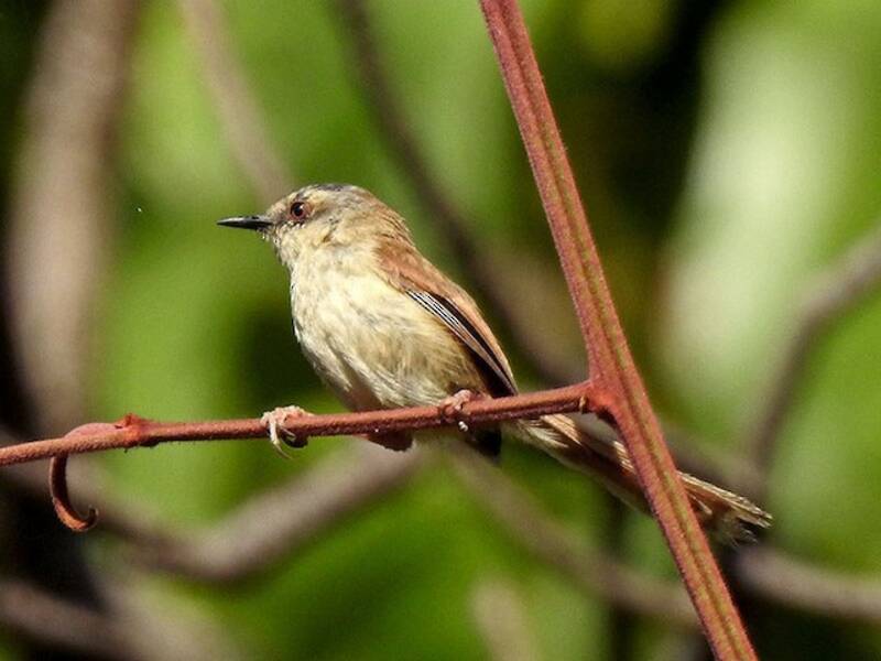 Gray-crowned Prinia