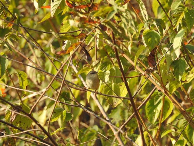 Graukappenprinia, Fotos 2