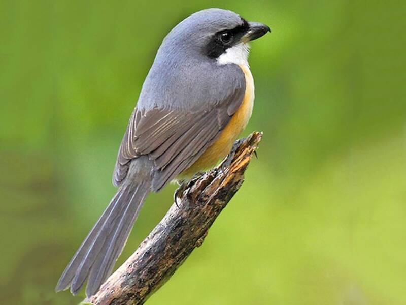 Mountain Shrike, Photos 4